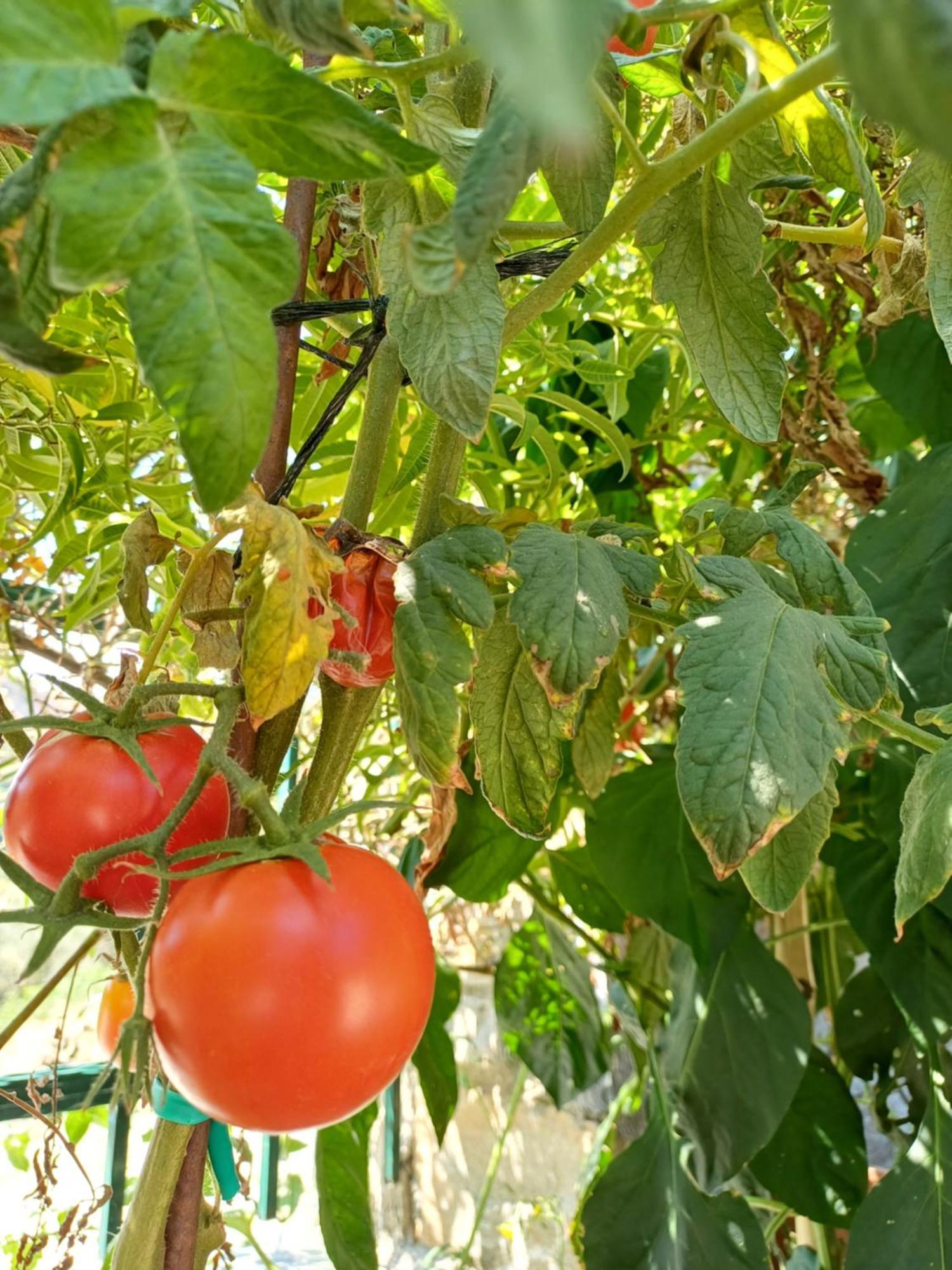 Áyios Dhimítrios Efi'S Guest House מראה חיצוני תמונה